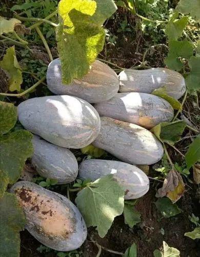 云南哪里可以免费吃瓜,这些地方让你免费畅享夏日清凉  第3张